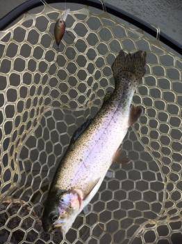 フィッシング サンクチュアリ 釣果