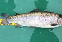 フィッシング サンクチュアリ 釣果