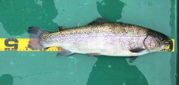 フィッシング サンクチュアリ 釣果