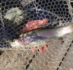 フィッシング サンクチュアリ 釣果