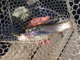 フィッシング サンクチュアリ 釣果