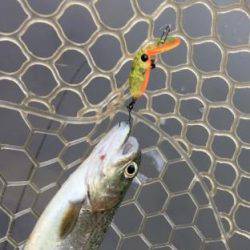 フィッシング サンクチュアリ 釣果