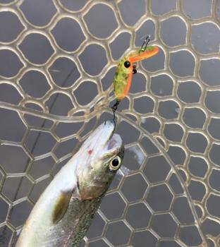 フィッシング サンクチュアリ 釣果