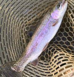 フィッシング サンクチュアリ 釣果