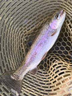 フィッシング サンクチュアリ 釣果