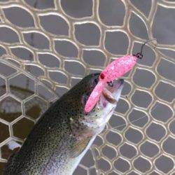 フィッシング サンクチュアリ 釣果