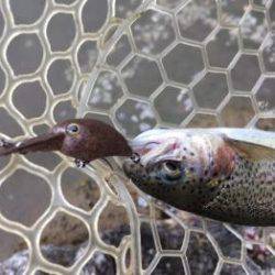 フィッシング サンクチュアリ 釣果