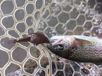 フィッシング サンクチュアリ 釣果