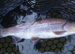 フィッシング サンクチュアリ 釣果