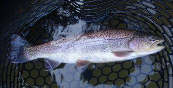 フィッシング サンクチュアリ 釣果