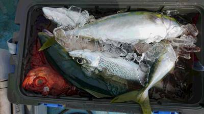 はじめ丸 釣果