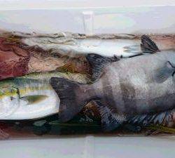 はじめ丸 釣果