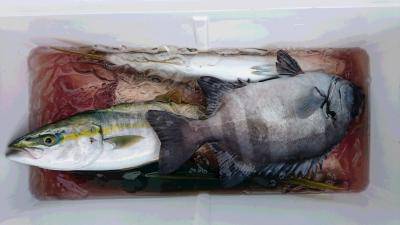 はじめ丸 釣果