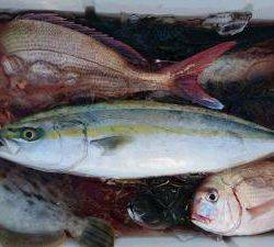 はじめ丸 釣果