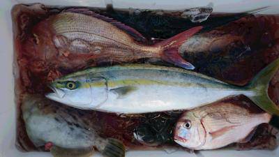 はじめ丸 釣果