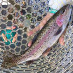 フィッシング サンクチュアリ 釣果