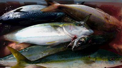 はじめ丸 釣果