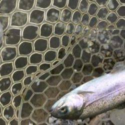 フィッシング サンクチュアリ 釣果