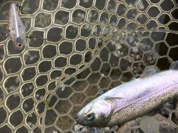 フィッシング サンクチュアリ 釣果