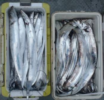 フィッシング　キッタカ 釣果