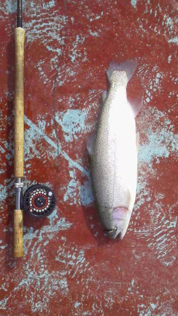 としまえんフィッシングエリア 釣果