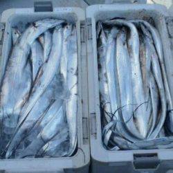 フィッシング キッタカ 釣果