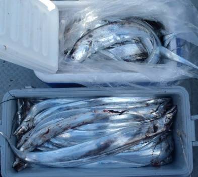 フィッシング キッタカ 釣果