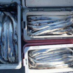 フィッシング キッタカ 釣果