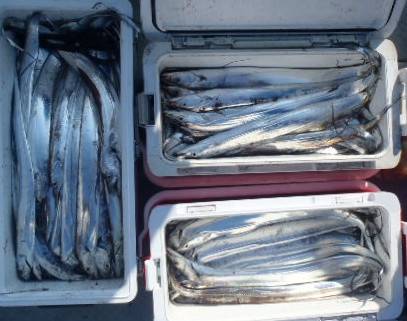 フィッシング キッタカ 釣果