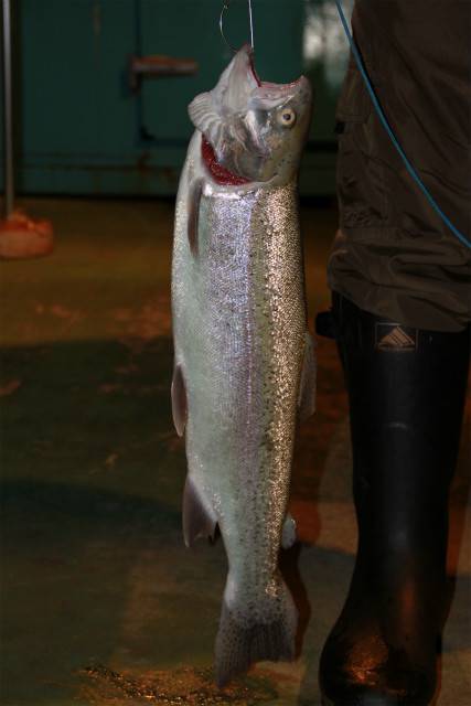 としまえんフィッシングエリア 釣果