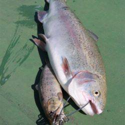 としまえんフィッシングエリア 釣果