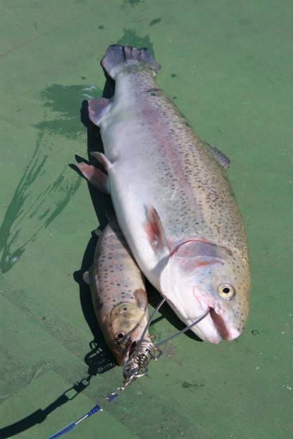 としまえんフィッシングエリア 釣果