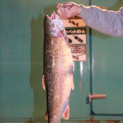 としまえんフィッシングエリア 釣果