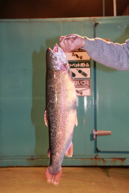 としまえんフィッシングエリア 釣果