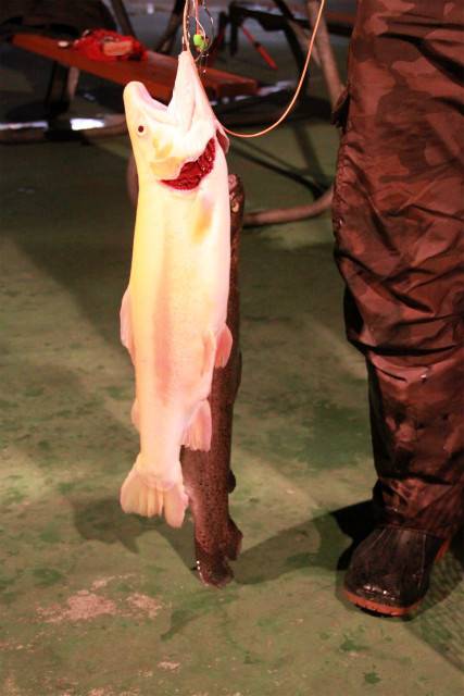 としまえんフィッシングエリア 釣果