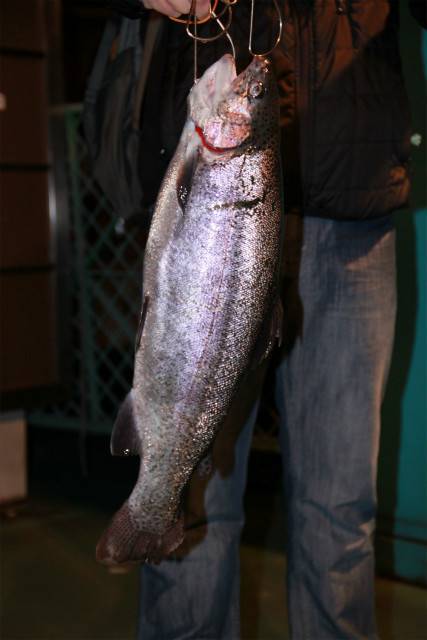 としまえんフィッシングエリア 釣果