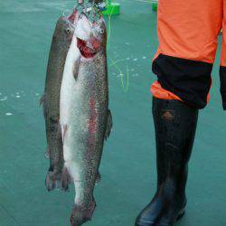 としまえんフィッシングエリア 釣果