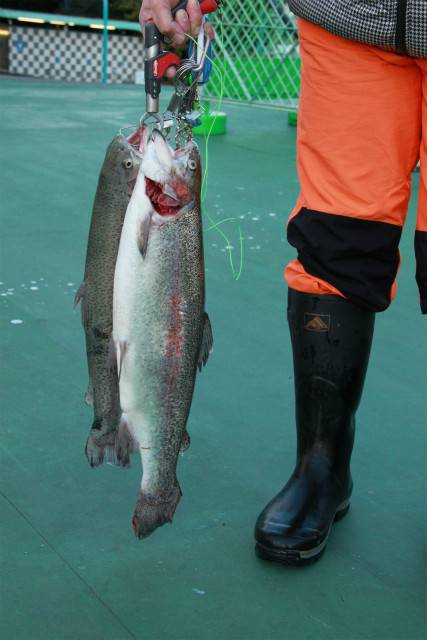 としまえんフィッシングエリア 釣果