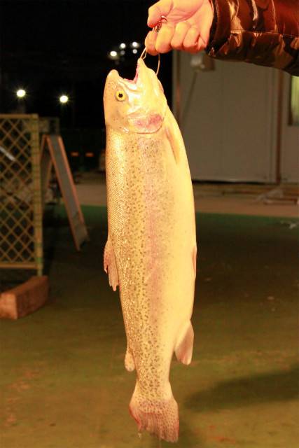 としまえんフィッシングエリア 釣果