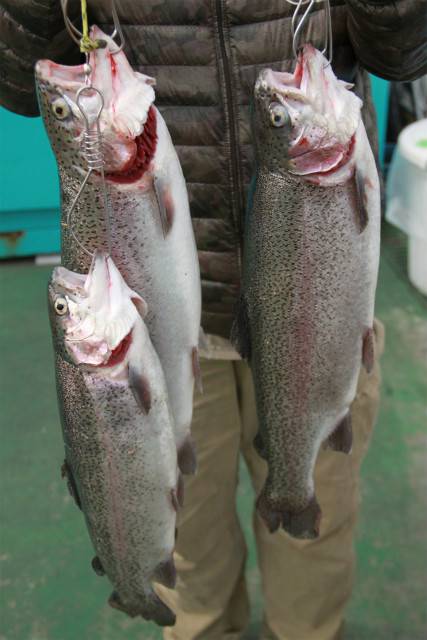 としまえんフィッシングエリア 釣果