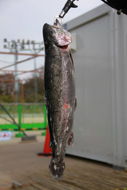 としまえんフィッシングエリア 釣果