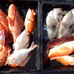 渡船屋たにぐち 釣果