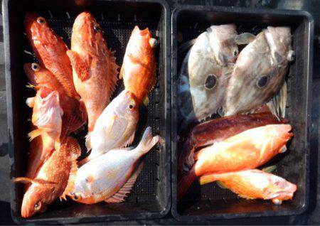 渡船屋たにぐち 釣果