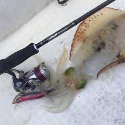 「LaGooN」蒼陽丸 日和号 釣果