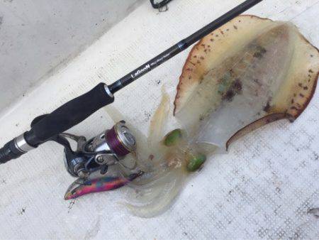 「LaGooN」蒼陽丸 日和号 釣果