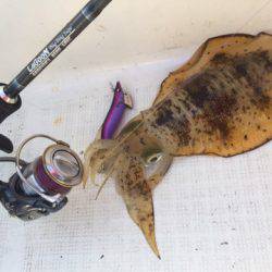 「LaGooN」蒼陽丸 日和号 釣果