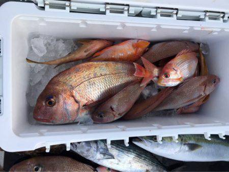 さくら丸 釣果