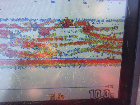 アマテラス 釣果