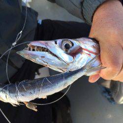 遊漁船 セトマリン 釣果