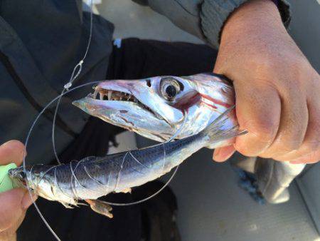 遊漁船 セトマリン 釣果